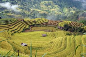 Best Time to Visit Ha Giang Loop: A Complete Seasonal Travel Guide (Weather, Road Conditions & Safety) 06